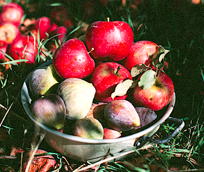 Pâtes de fruits aux figues bio