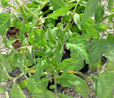 Plant tomate saint pierre