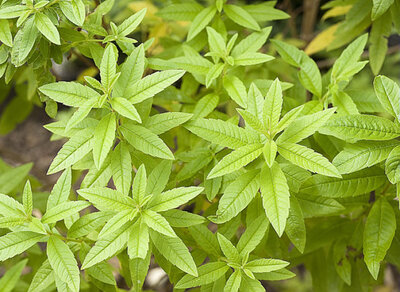Plant verveine mere