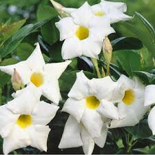 Dipladénia blanc