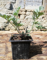 Absinthe (artemisia absinthium l.)