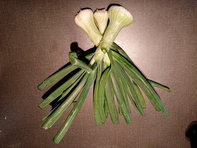 Oignon blanc botte