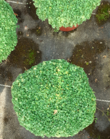 Menthe corse (requienii)