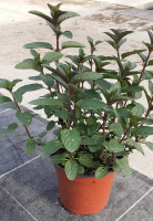 Menthe poivrée