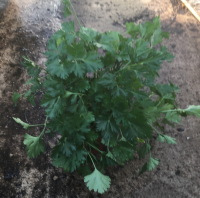 Persil géant d'italie