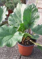 Rhubarbe