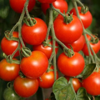Tomate cerise zuckertraube