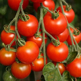 Tomate cerise zuckertraube