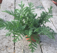 Tanaisie (chartreuse)