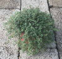 Thym corse (herba barona)