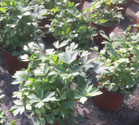 Livêche (ache des montagnes)