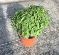 Basilic à petites feuilles