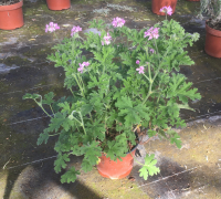 Pélargonium odorant