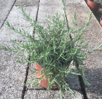 Romarin pointe du raz