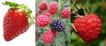 Confiture de fruits de bois