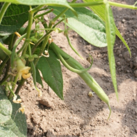 Semence haricot vert 'talisman'