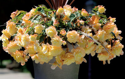 Bégonia chardonnay