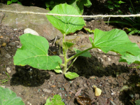 Plant courge musquee