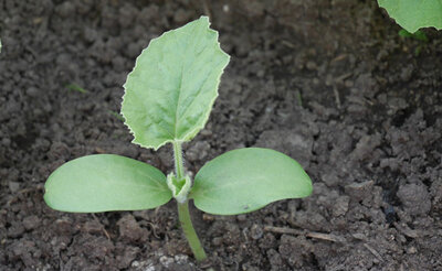 Plant melon