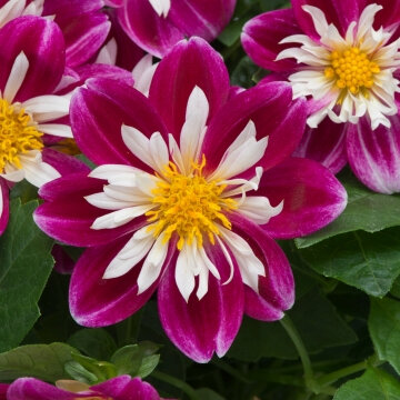 Dahlia nain surprise becky