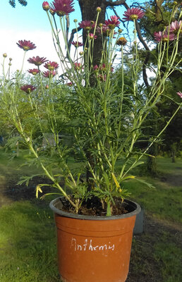 Anthémis pot de 15 cm