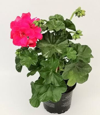 Geranium lierre double pot 12 cm