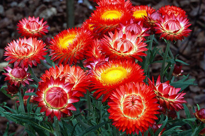 Immortelle pot de 14 cm