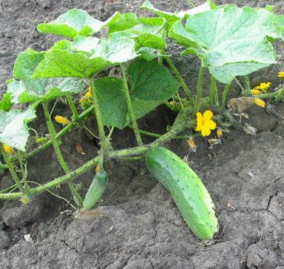 Plant cornichon godet 7 cm