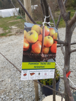 Pommier reine des reinettes