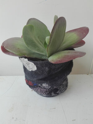 Cache pot en laine