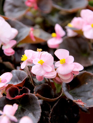 Begonia rose