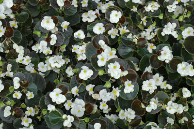 Begonia blanc