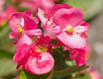 Begonia vrose