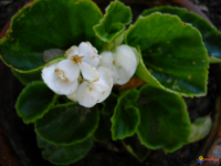 Begonia vblanc