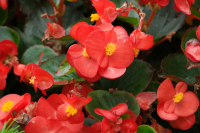 Begonia vrouge
