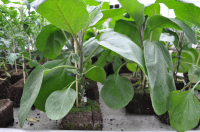 Plant aubergine demi longue greffee