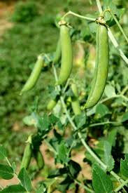 Petit pois