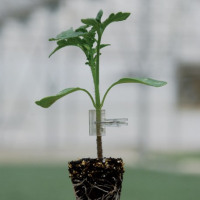 Plant tomate coeur de boeuf greffee