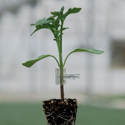 Plant tomate coeur de boeuf greffee