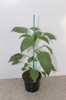Plant poivron greffe