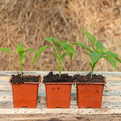 Plant poivron doux d espagne