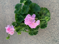 Géranium zonale rose clair