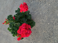 Géranium rouge vif