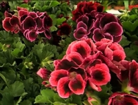 Pélargornium costa barcelona saumon