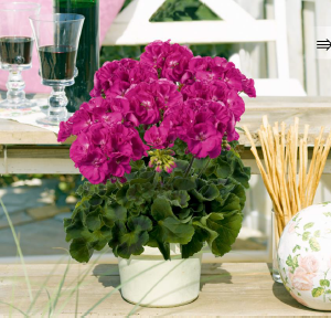 Géranium rose fuscia