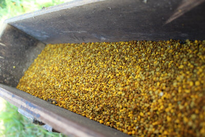 Pollen frais décongelé