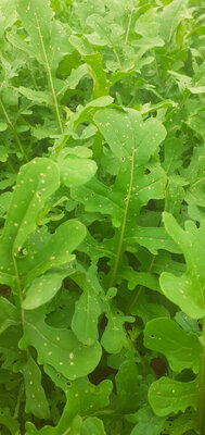 250g roquette