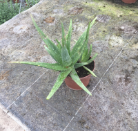 Aloe vera