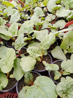 Plant de rhubarbe