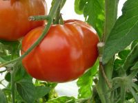 Tomate super marmande